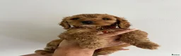 Cockapoo dogs for sale: F1b cockapoo prcd-pra clear  in Middlewich - Advert 3