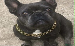 French Bulldog dogs for sale: French Bulldog - Image 1