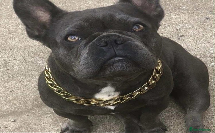 French Bulldog dogs - Advert 1