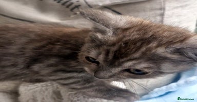 Ragdoll cats Stunning 3/4 Ragdoll kittens - Advert 4