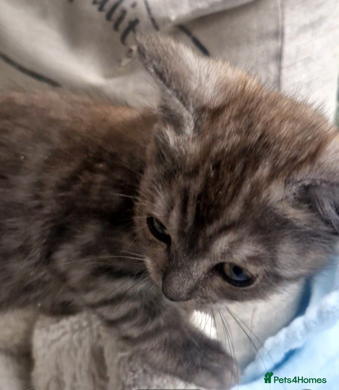 Ragdoll cats for sale: Stunning 3/4 Ragdoll kittens - Advert 3