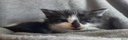 Mixed Breed cats for sale: 5 Fabulous kittens - Advert 31