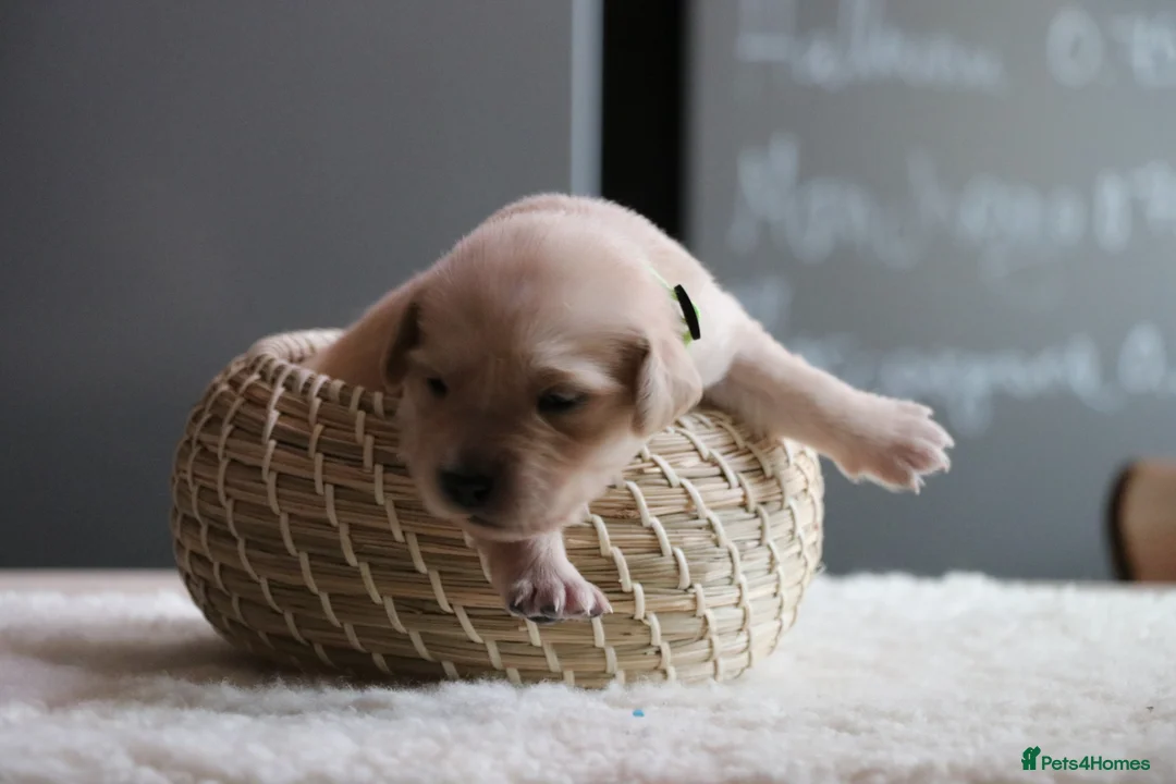 Golden Retriever dogs for sale: LITTLE BUNS - Advert 26