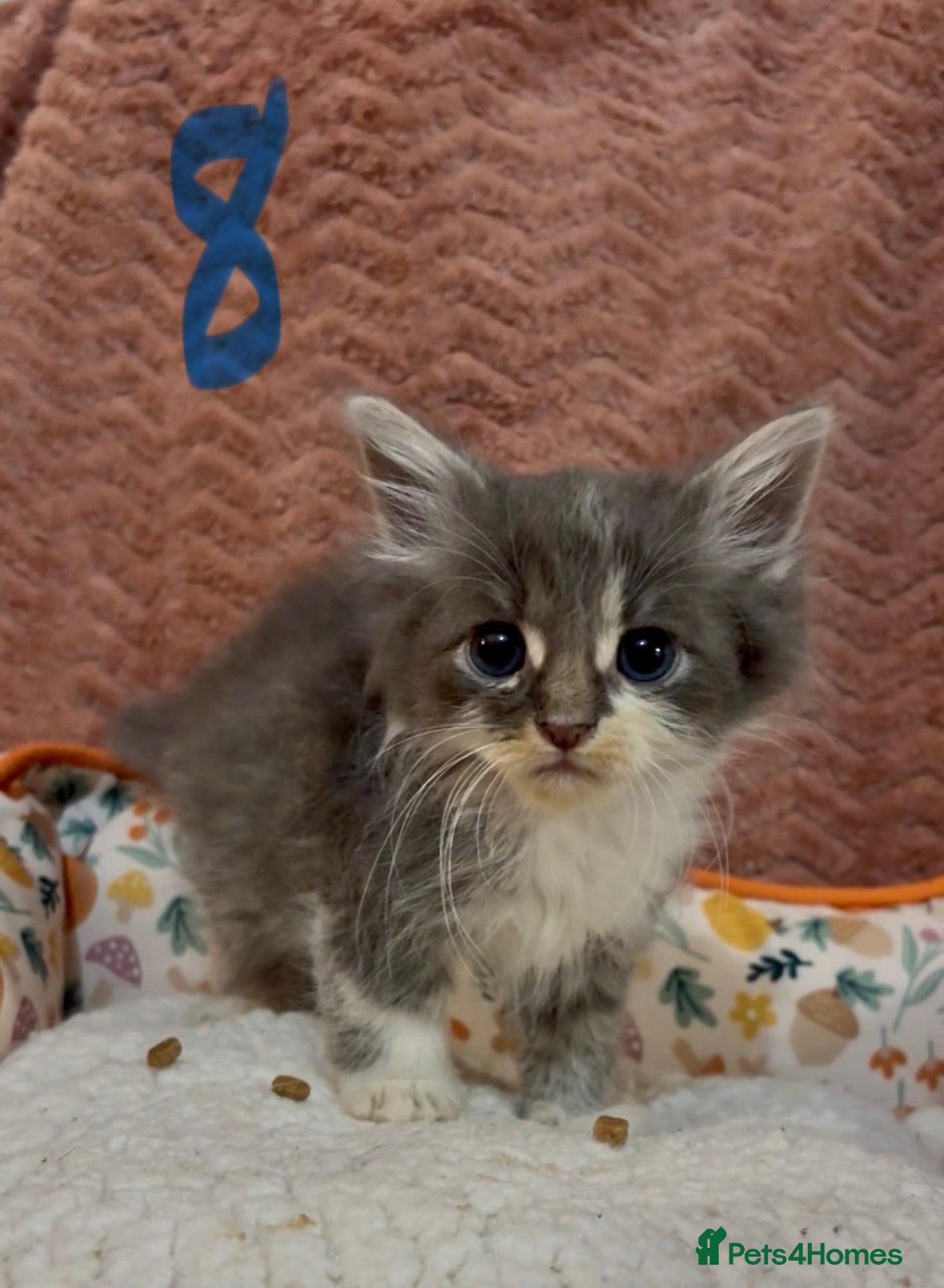 Mixed Breed cats for sale: 8 beautiful kittens ready for loving homes  - Advert 30