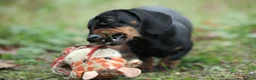 Dachshund dogs for sale: miniature dachshunds - Advert 5