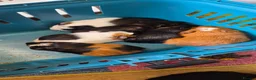 Guinea Pig rodents for sale: Beautiful female guinea pigs - Advert 12