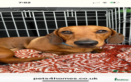 Miniature Dachshund dogs for sale: Adorable KC Reg smooth coated mini Dachshunds - Image 12