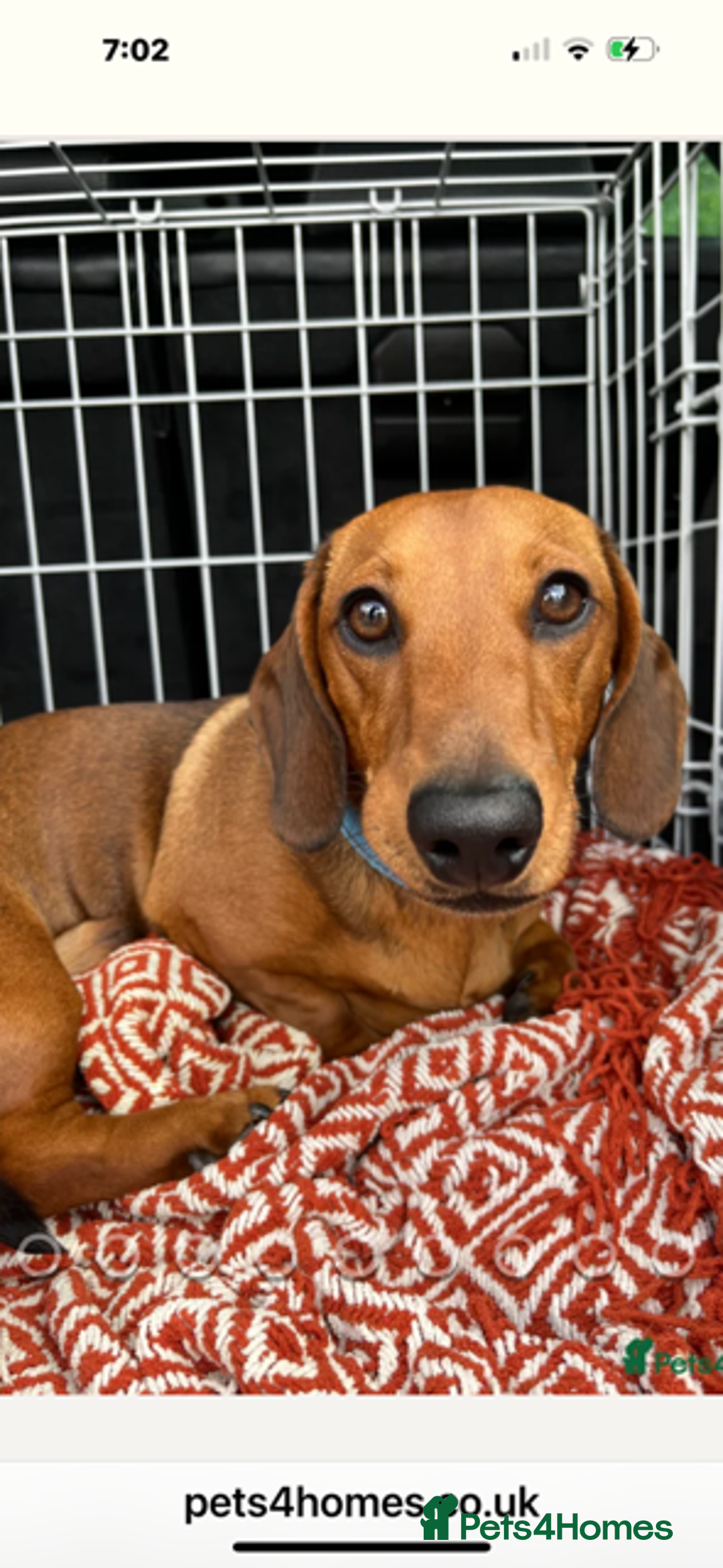 Miniature Dachshund dogs for sale: Adorable KC Reg smooth coated mini Dachshunds - Image 12