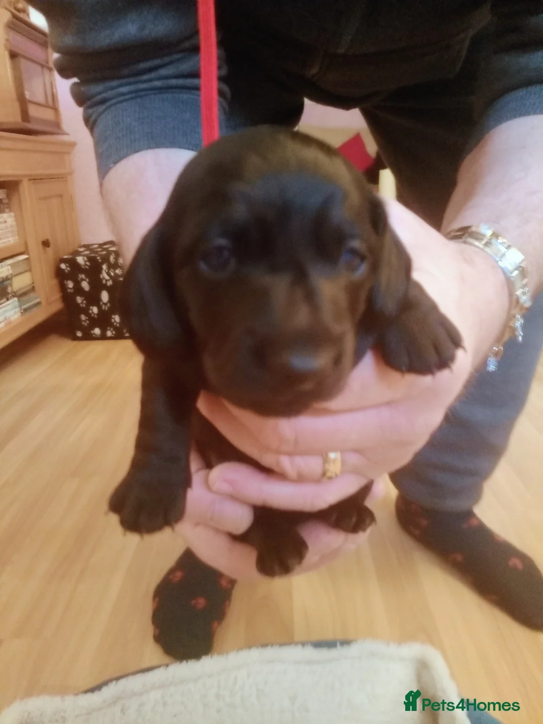 Doxiepoo dogs for sale: Doxiepoo puppies  in Cardiff - Advert 19