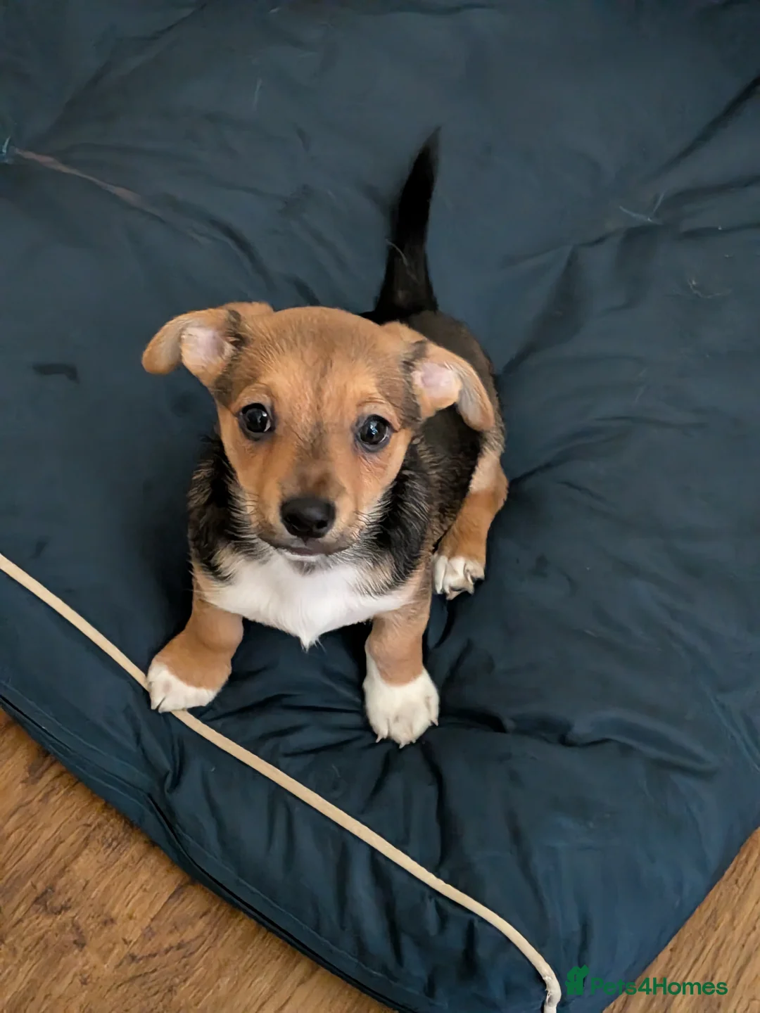 Mixed Breed dogs for sale: 2 boys left. Terrier X chihuahua  in Dorchester - Advert 3