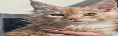 Maine Coon 7