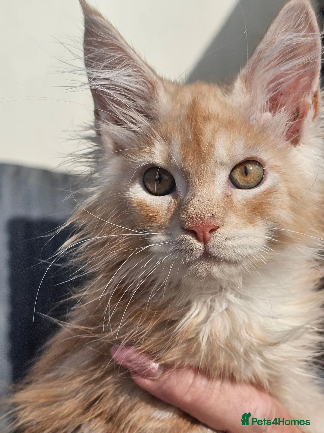 Maine Coon cats for sale: Tica maine coon babies from heath tested parents - Advert 9