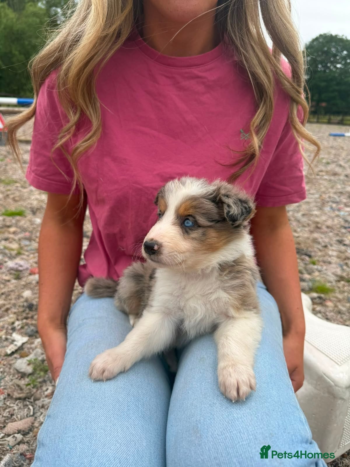 Mixed Breed dogs Collie puppies  - Advert 12