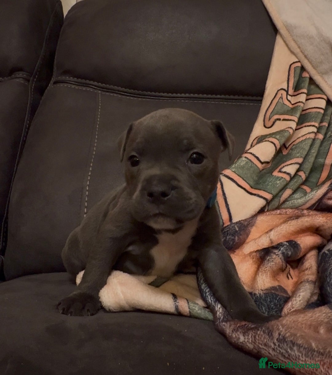 Staffordshire Bull Terrier dogs for sale: 6 Staffordshire pups - Advert 17