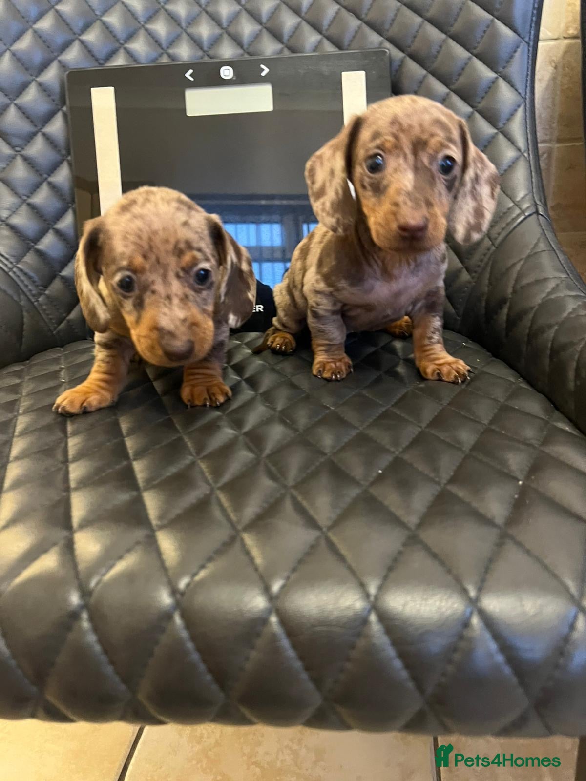 Dachshund dogs Dachshund puppies  - Advert 1