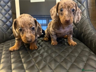 Dachshund dogs Dachshund puppies - Advert 1