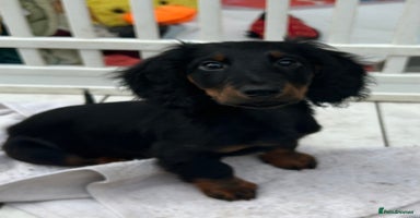 Dachshund dogs - Advert 5