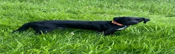 Springador dogs for stud: springador for stud in Kirkcaldy - Advert 4