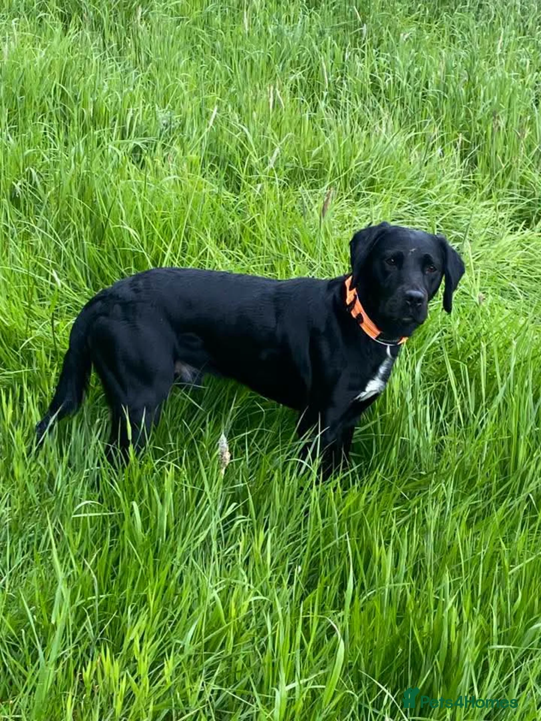 Springador dogs for stud: springador for stud in Kirkcaldy - Advert 4