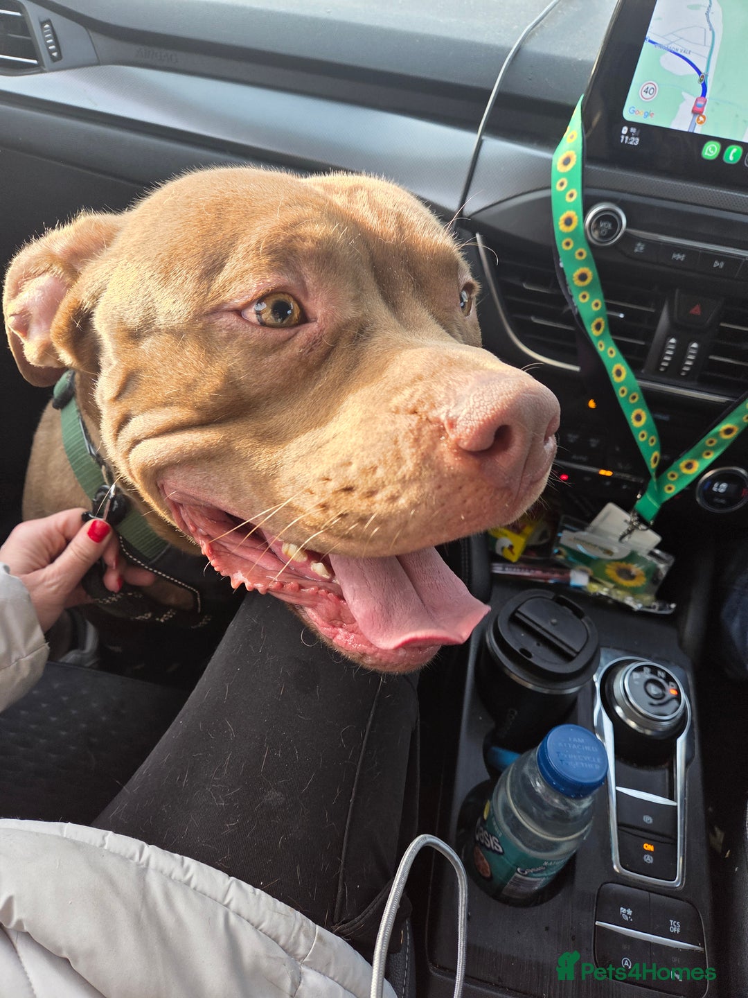 American Bully dogs for sale: Pocket bully  - Advert 1