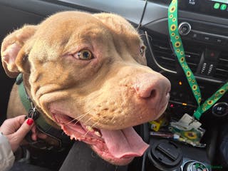 American Bully dogs Pocket bully - Advert 1