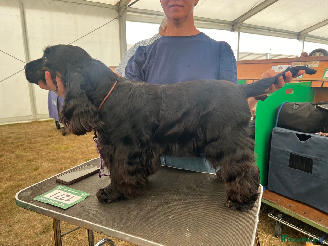 Cocker Spaniel dogs for sale: Beautiful Child friendly,calm show cocker spaniel  - Image 4