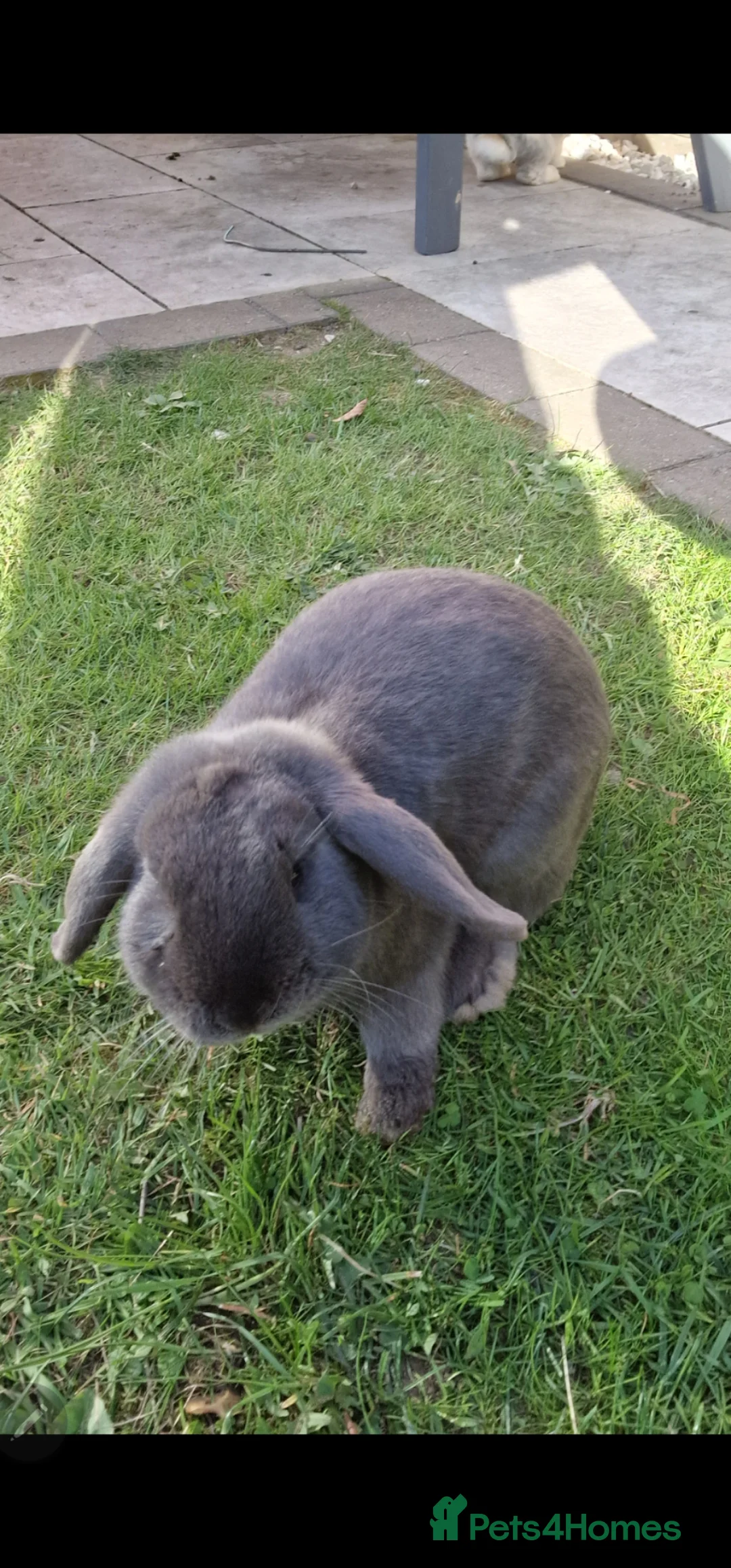 Mini Lop rabbits for sale: Hayhay & Hoppity - Advert 2