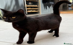 British Longhair cats for sale: Longhair & Shorthair Kittens - Image 8