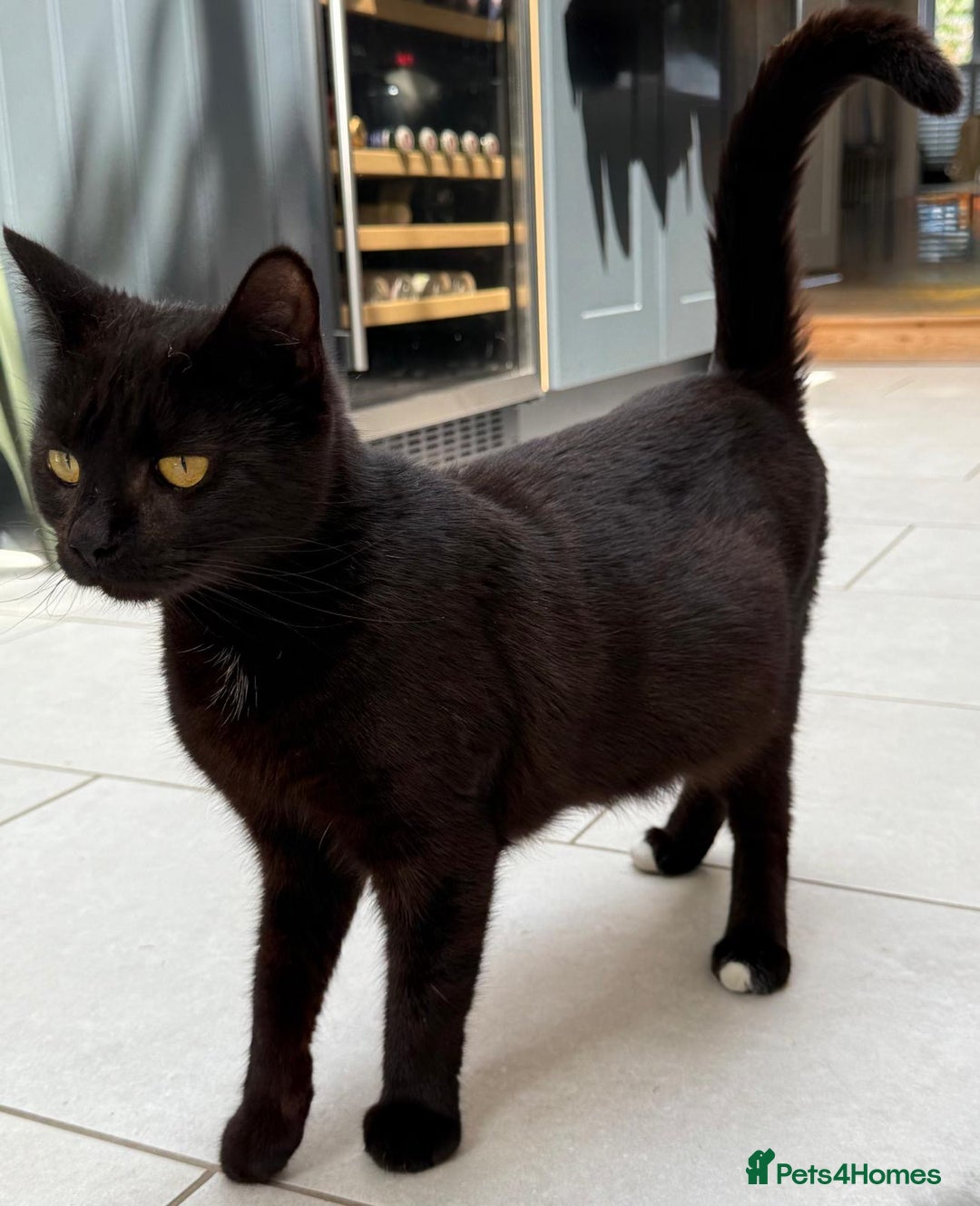 British Longhair cats for sale: Longhair & Shorthair Kittens - Image 8