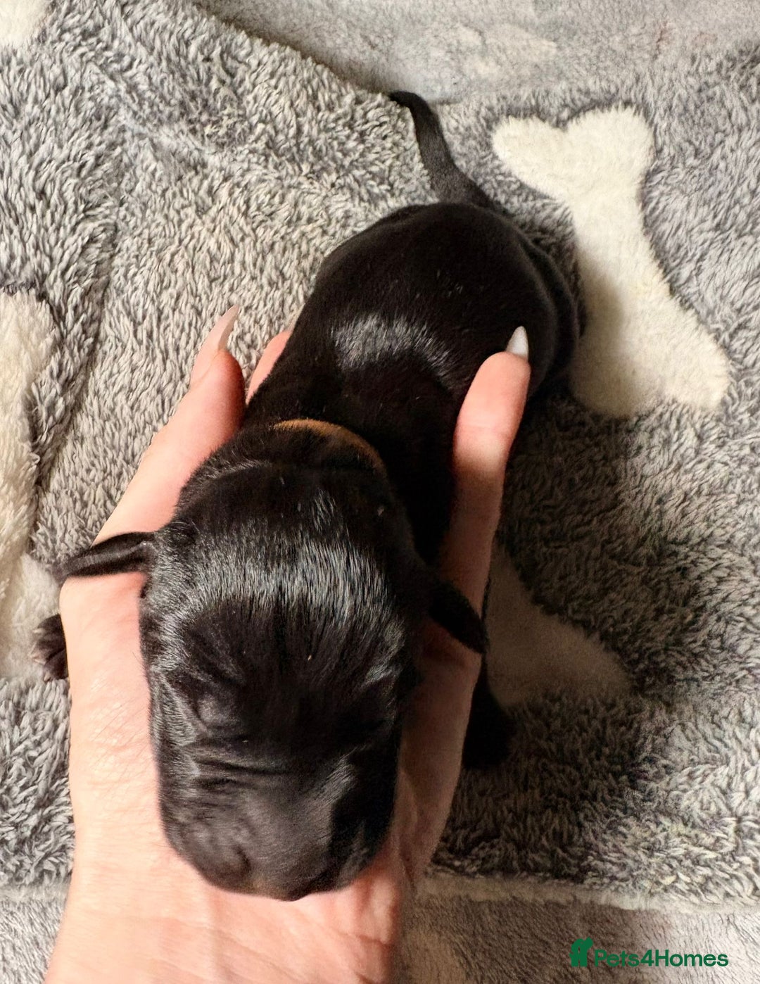 Great Dane dogs for sale: 12x healthy Great Dane puppies - Advert 3