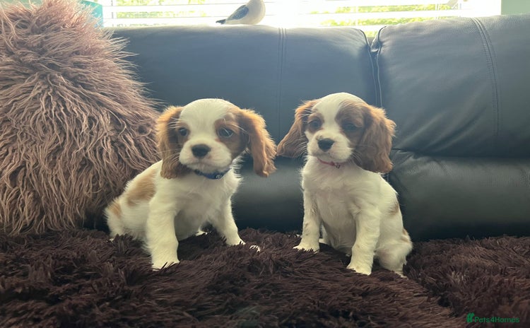 Cavalier King Charles Spaniel dogs - Advert 2