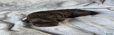 Cockapoo 4