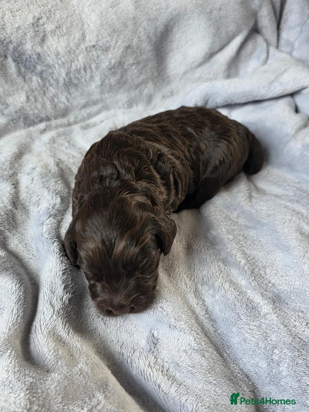 Cockapoo dogs for sale: Cockapoo f2 puppies - Advert 2