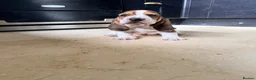 Basset Hound dogs for sale: Basset Hound Puppies - Advert 8