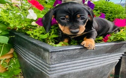 Miniature Dachshund dogs for sale: Stunning Miniature Dachshund Puppies!!! - Image 6