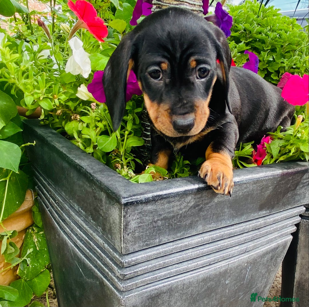 Miniature Dachshund dogs for sale: Stunning Miniature Dachshund Puppies!!! - Image 6