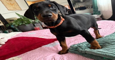 Dobermann dogs - Advert 12
