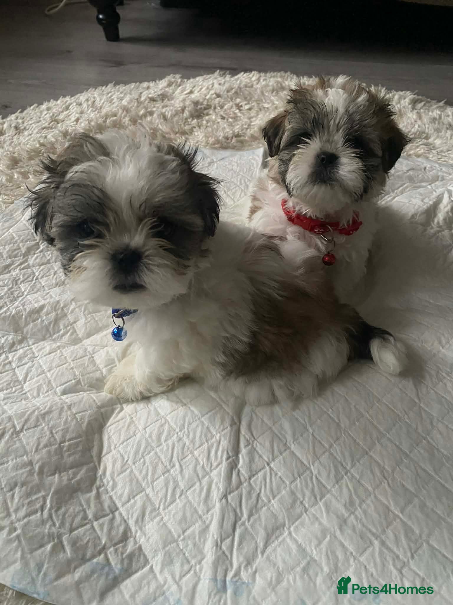 Malshi dogs ONLY 2 MINI MALSHI PUPPIES LEFT For Sale - Advert 1