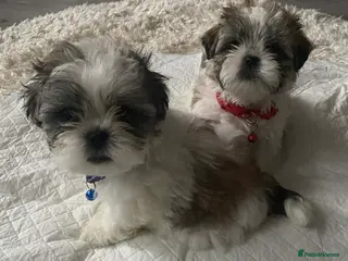 Malshi dogs ONLY 2 MINI MALSHI PUPPIES LEFT For Sale - Advert 1