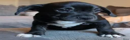 Mixed Breed dogs for sale: French Bulldog X Border Collie puppies - 10 weeks in Leeds - Advert 4