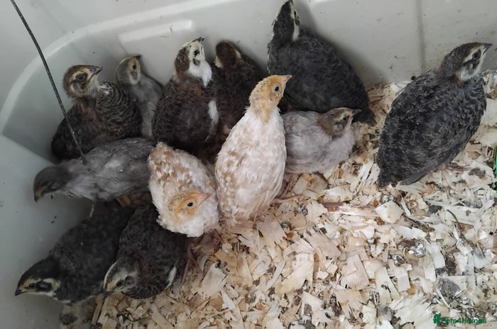 Mixed Breed birds - Advert 15