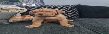 Dogue De Bordeaux Puppy 1- Orange