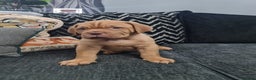 Dogue De Bordeaux dogs for sale: READY TO LEAVE! Stunning Dogue De Bordeaux Puppies - Advert 38