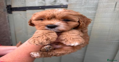 Cockapoo dogs - Advert 3