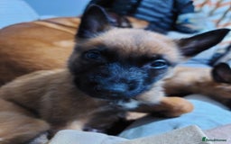 Belgian Shepherd Dog dogs for sale: Belgium malinois pups dad kc regged  - Advert 2