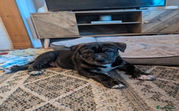 Mixed Breed dogs for sale: Two beautiful Staffy x Husky puppies  - Image 26