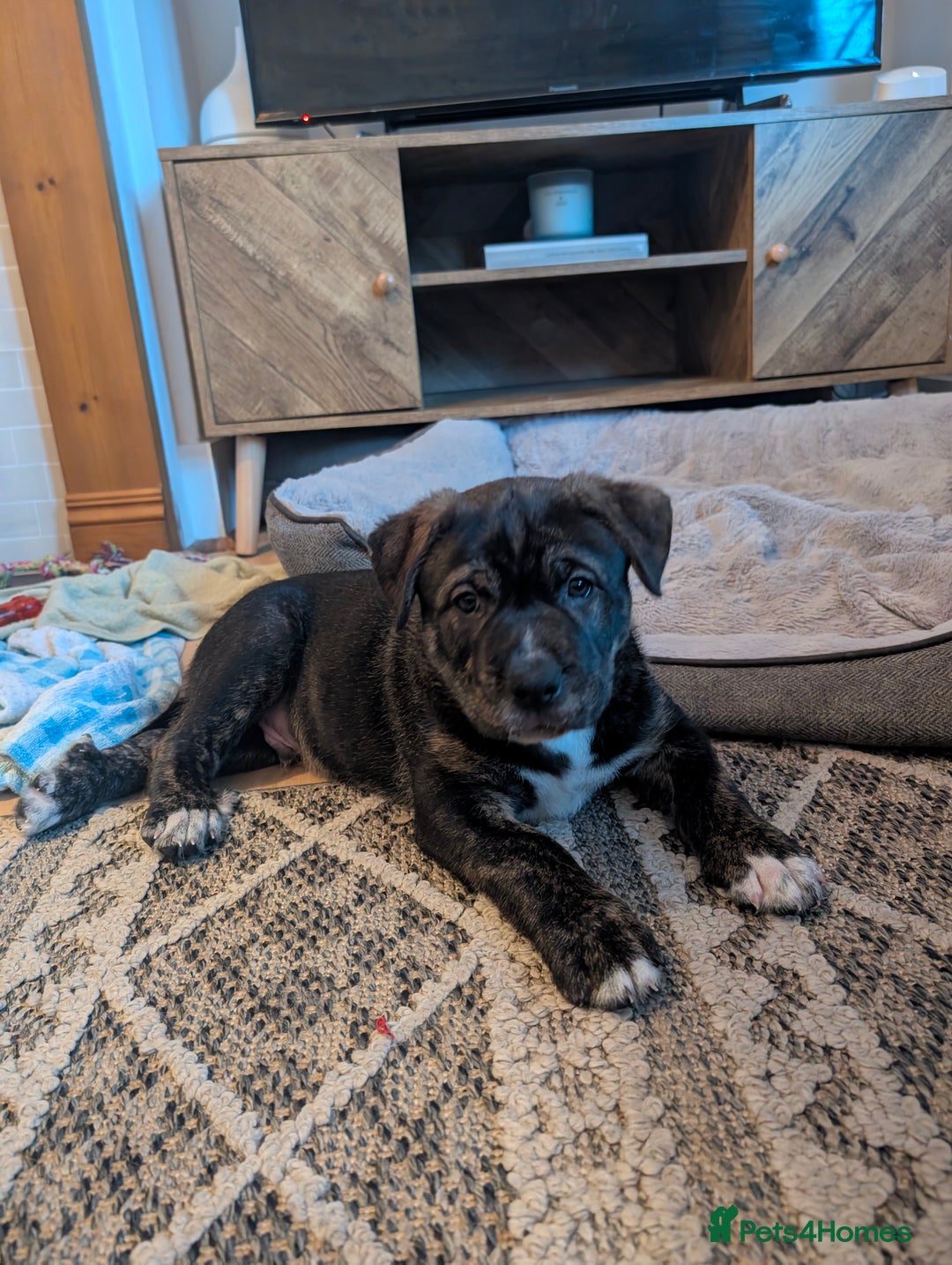 Mixed Breed dogs for sale: Two beautiful Staffy x Husky puppies  - Image 26