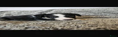 Border Collie Puppy 2