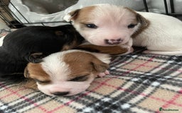 Mixed Breed dogs for sale: Chihuahua x Jack Russell puppies - Image 23