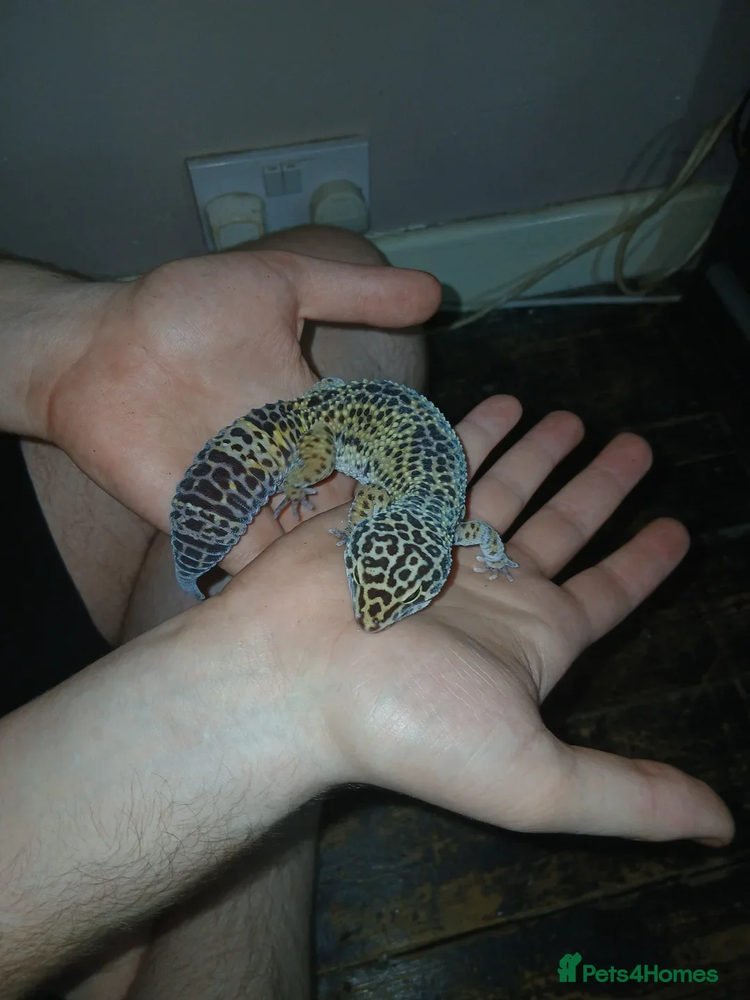 Leopard Gecko reptiles for sale: Leopard Gecko and African Fat tail Gecko  - Advert 2